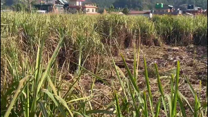 उखुको रस पकाएर खुदो र गुड, गाउँबाटै बिक्री भएपछि किसान मक्ख