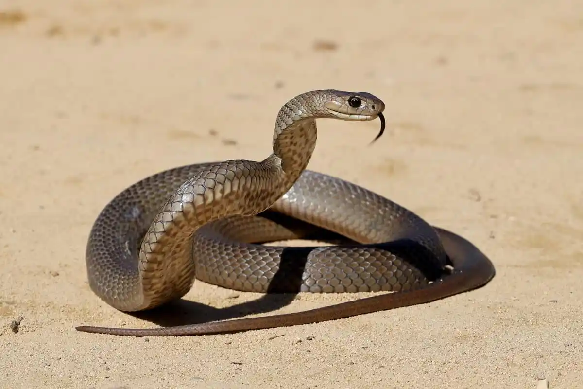 सर्पले मान्छेलाई टोकेपछि मान्छेले पनि टोक्यो सर्पलाई