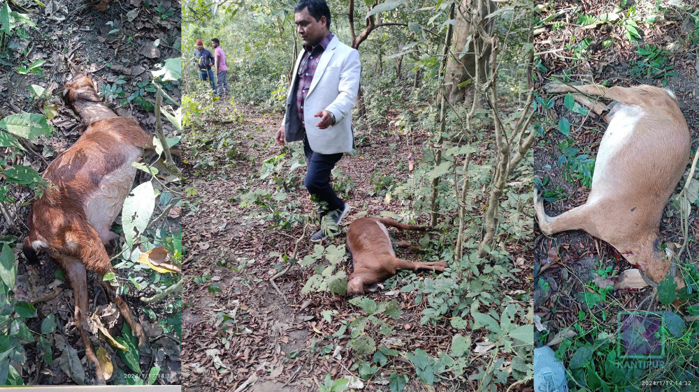 बाघले चराउन लगिएका ११ बाख्रा खायो, सर्वसाधारण त्रसित
