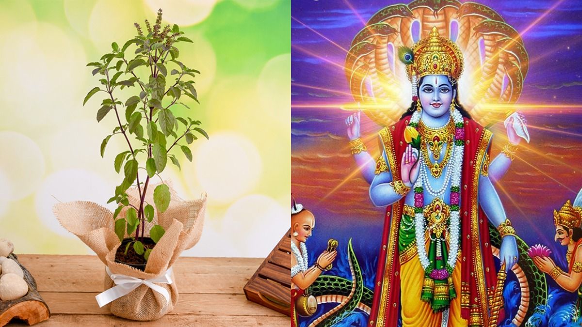 यी २ दिन भुलेर पनि चढाउनु हुँदैन तुलसीमा जल, हुन सक्छ धन हानी !
