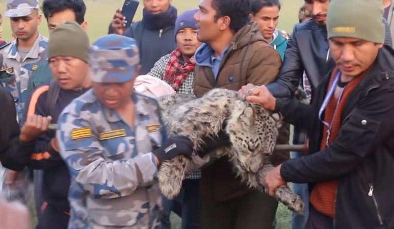 कसरी पुग्यो मोरङमा हिउँ चितुवा ?