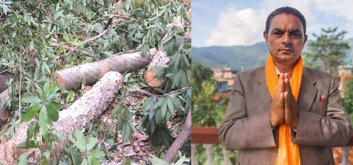 रुख काटेको एक सातापछि रुख काट्ने अभियान सार्वजनिक गर्ने चलाख वडाध्यक्ष!