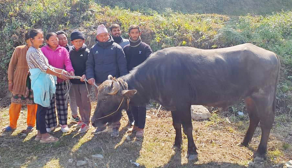 ताप्लेजुङमा मुर्रा राँगा , सिंगाे गाउपालिकामा एउटै राँगा…