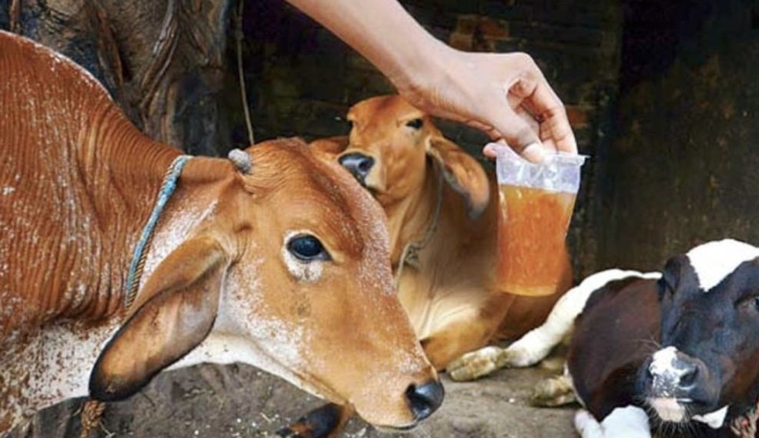 सयौं रोग निको पार्ने औषधि हो गाईको गहुँत, कसरि प्रयोग गर्ने ?