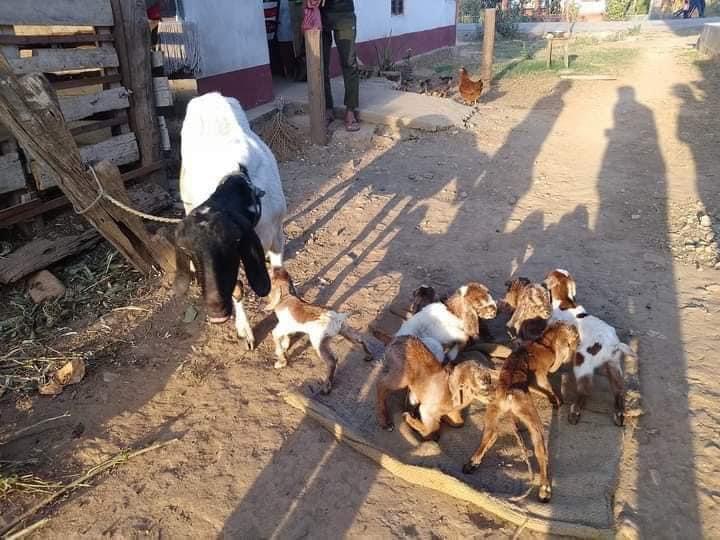 यसरी एउटै बाख्राले ७ वटा पाठा पाठी जन्माएपछि…