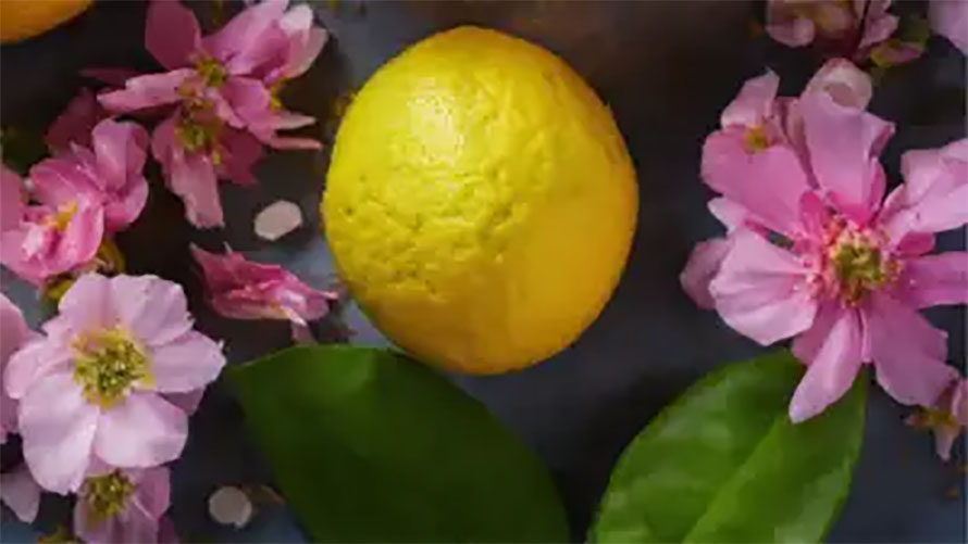 ५६ लाख रुपैयाँमा बिक्यो एक गेडा कागती !