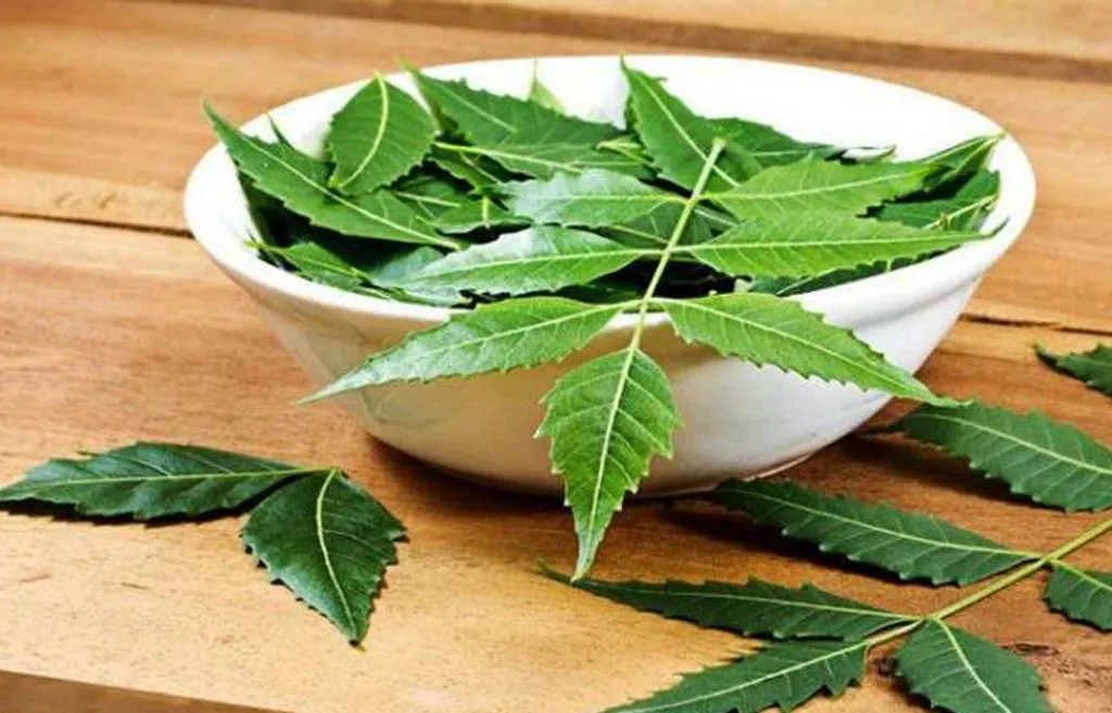 नीमको पात तपाईँको सौन्दर्यको लागी यति धेरै उपयोगी