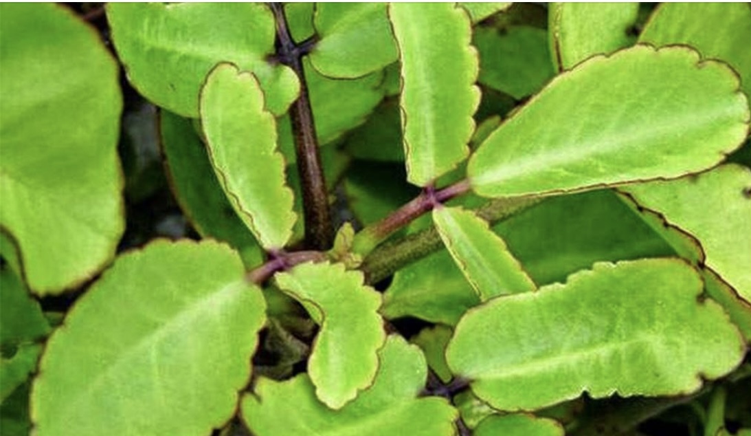 पेटमा ग्यास भरिने समस्या छ ? खानुहोस् यो बिरुवाको पात मिल्नेछ १० मिनेटमै राहत !