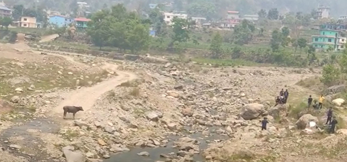 काट्न लागिएको राँगो फुत्किएपछि…