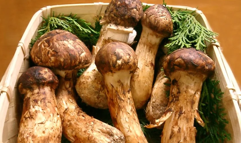 यो हो विश्वको सबैभन्दा महँगो च्याउ,कति छ मूल्य ?