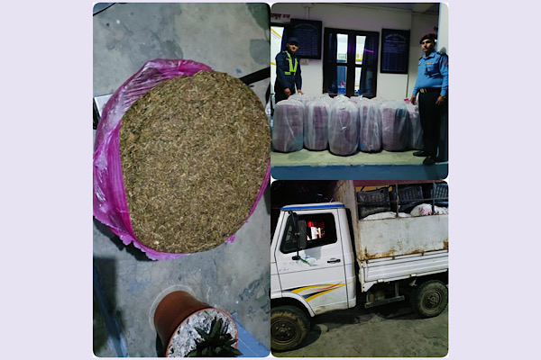 धनकुटामा गांजा तस्करीको यो काइदा,सब्जी बोक्ने मिनिट्रकबाट लागुऔषध गाँजा बरामद