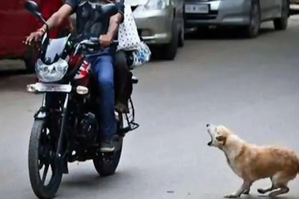 बाइक चलाउँदा कुकुरले लखेट्दा के गर्ने?