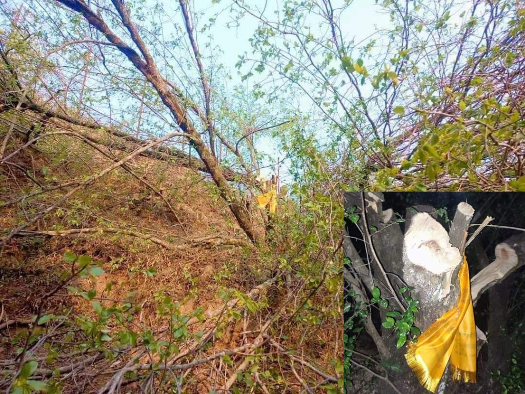 वार्षिक तीन करोड लिने गरी बेचिएको थियो काभ्रेमा काटिएको बुद्धचित्तको रुख