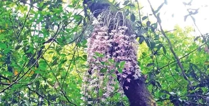 ऐतिहासिक धार्मिक तथा पर्यटकीय स्थल सलहेस फूलबारीमा आजमात्र फुल्ने फुल हेर्न आउनेको घुईंचो