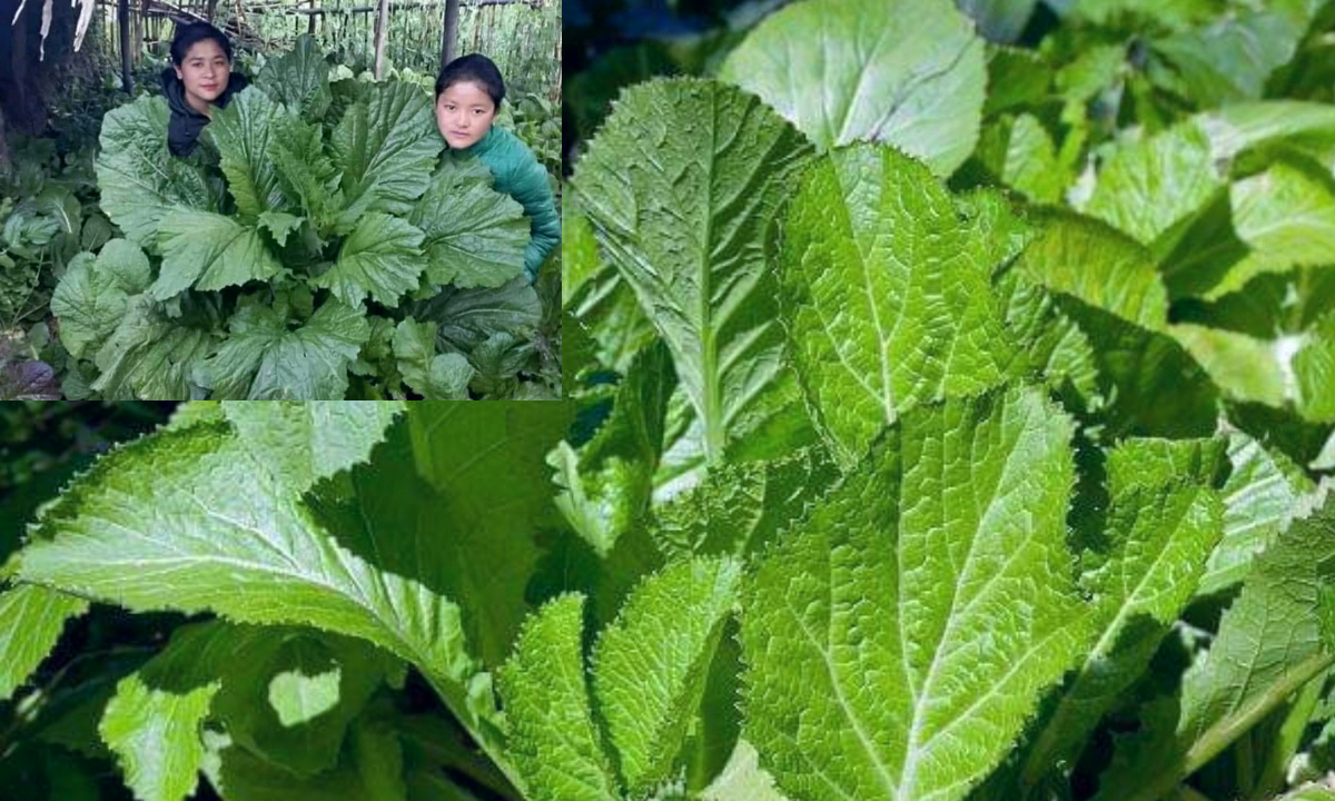 रायो साग खान जान्नुभयो भने क्यान्सरदेखि रुघाखोकीसम्म चैट