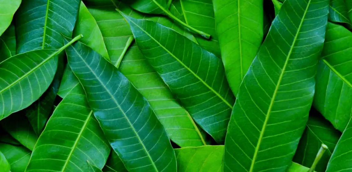 यि हुन् आँपको पातका अद्भुत फाइदा