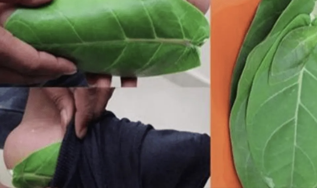 मात्र यो बिरुवाको २ पातको प्रयोगले सुगर रोगीलाई मिल्छ राहत, यस्तो छ प्रयोग गर्ने तरिका !