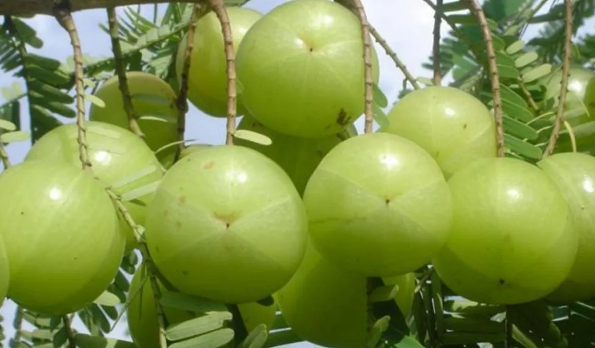 किन  खाने अमला ? पाइन्छ यस्ता औषधीय गुण