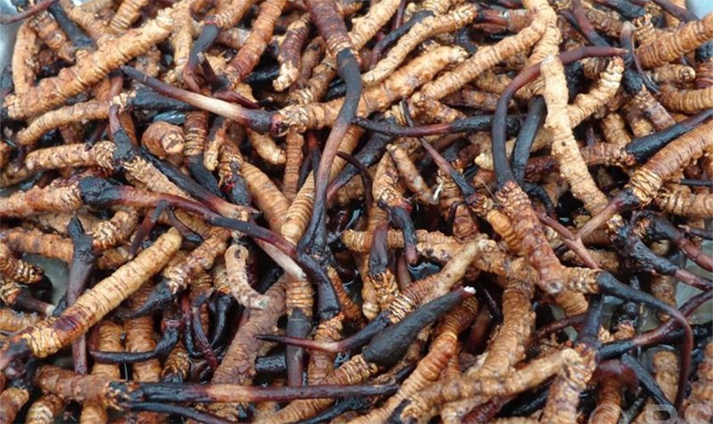 यार्सा टिप्न गएकी युवतीको मृत्यु