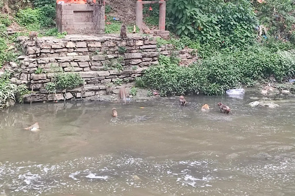 बांदरलाई पनि गर्मी !  बाँकटे हान्दै पशुपतिमा बाँदरहरू