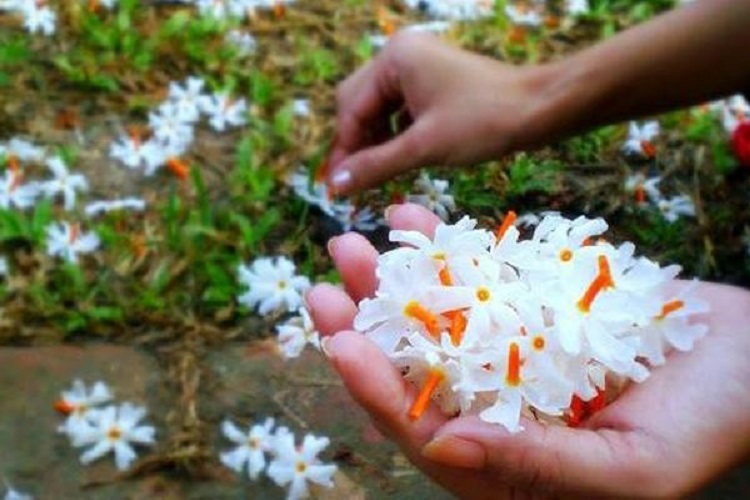 सूर्योदयअघि नै किन झर्छ पारिजातको फूल ?