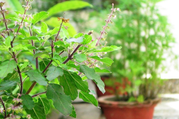 अन्तिम क्षणमा मानिसलाई किन तुलसी नजिक राखिन्छ ?