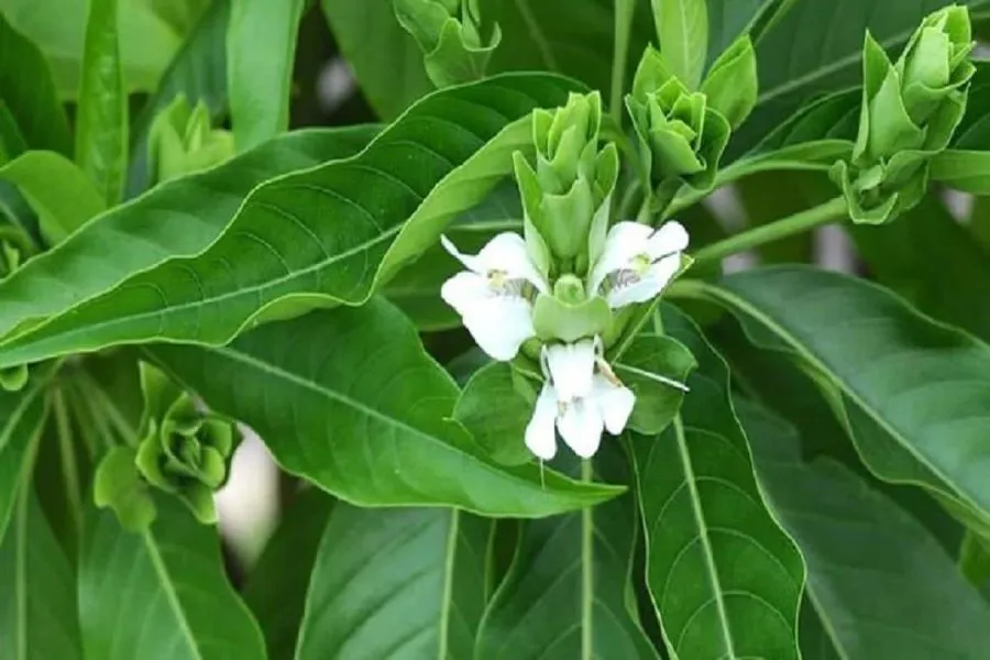 यस्ता छन् असुरोका औषधीय गुण