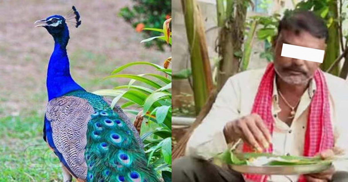 मयूरको मासु खाएको भिडियो बनाउने युट्युबर पक्राउ