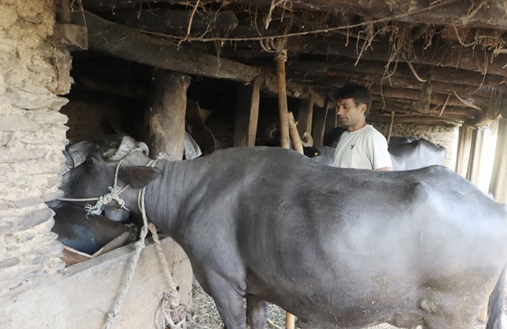 लण्डनबाट स्वदेश फर्किएर भैँसी पालनमा रमाइरहेका सुरेश