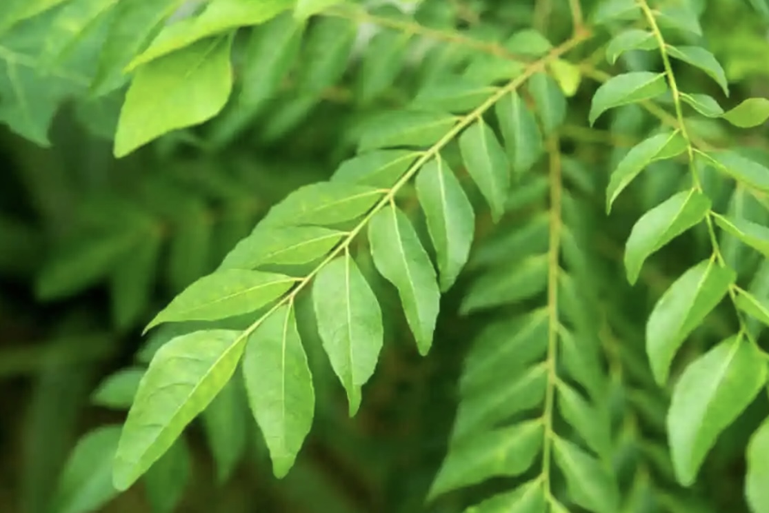 मधुमेहका बिरामीले जाडोमा दैनिक खानुपर्छ यी हरिया पात