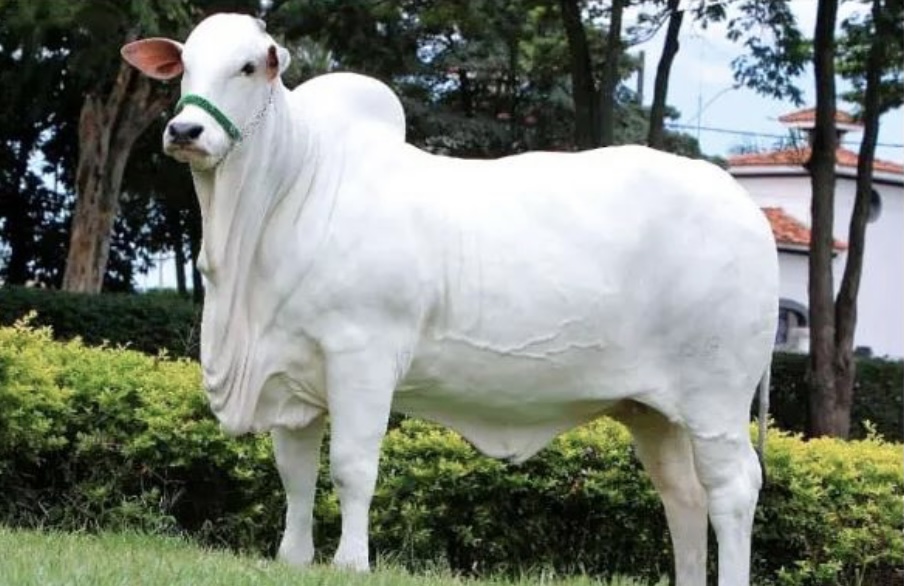 यो हो विश्वको सबैभन्दा महंगो गाई, जो ५२ करोडमा भयो बिक्री