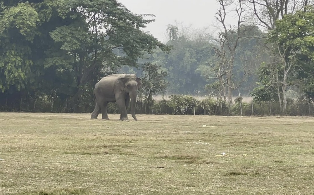 आर्मीको गोली लागेर ढल्यो मकुना