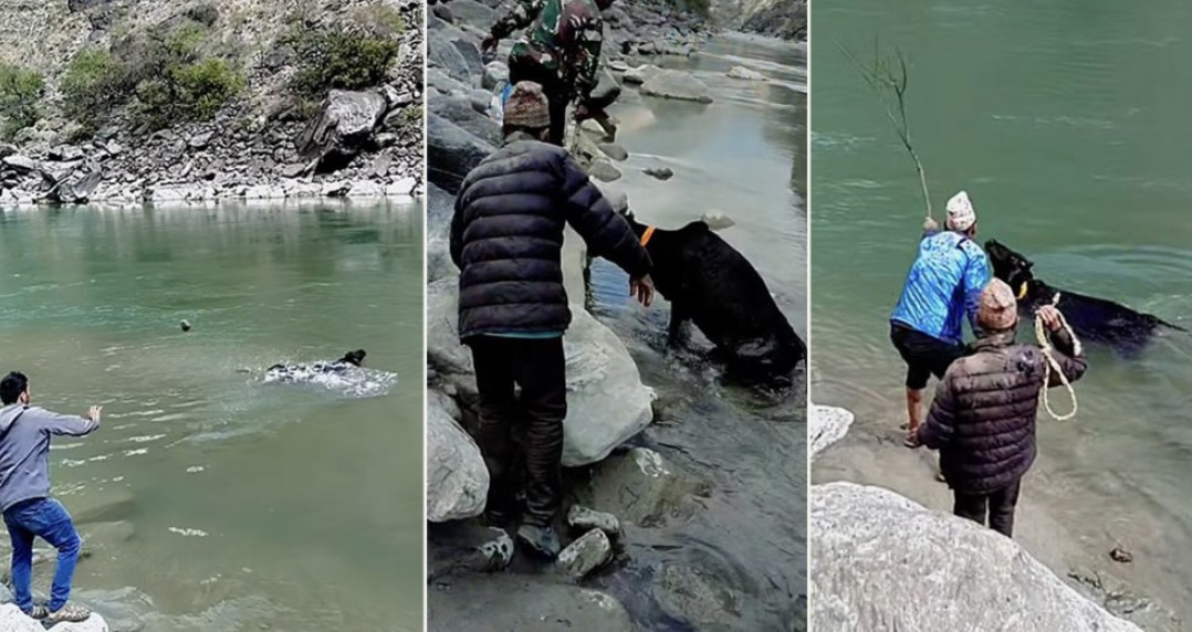 गाईलाई कुटीकुटी नदीमा हेल्नेहरू प्रशासनको निशानामा, वडाध्यक्षसहित बाजुरा सदरमुकाम झिकाउन निर्देशन
