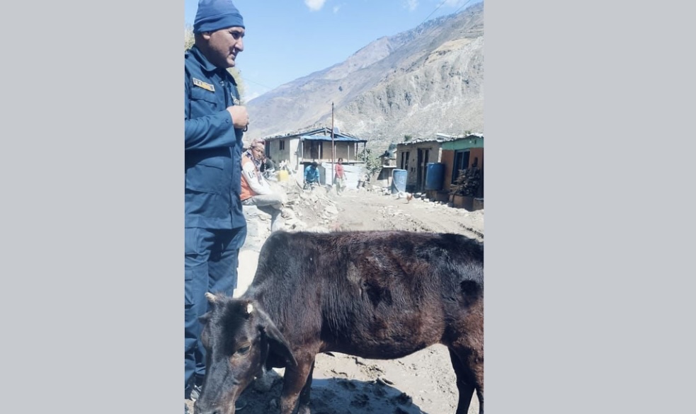 बाजुरा प्रहरीले अर्कै व्यक्तिलाई गाई पाल्न लगायो जिम्मा