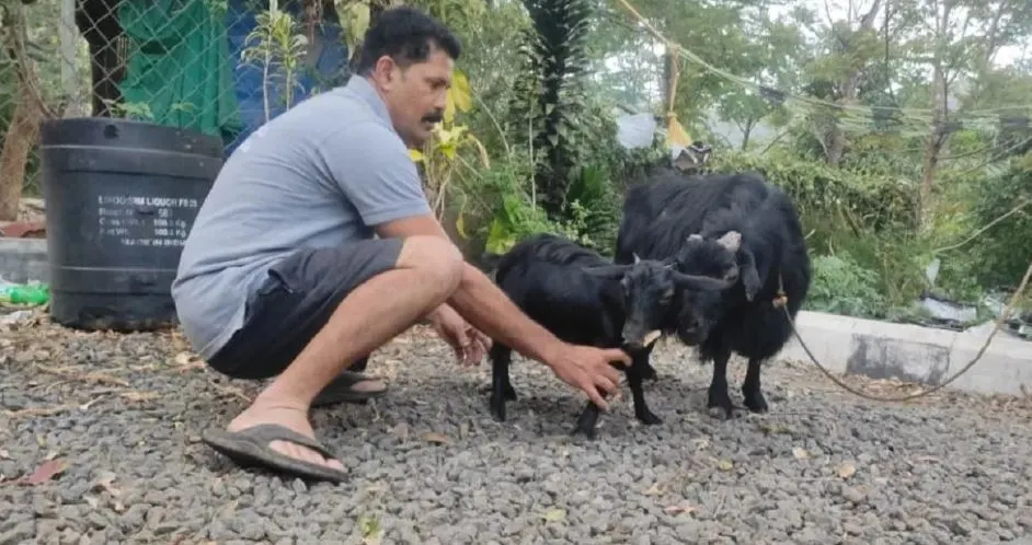 यो हो विश्वको सबैभन्दा सानो बाख्रा, जो ‘गिनिज बुक अफ वर्ल्ड’ मा उल्लेख छ
