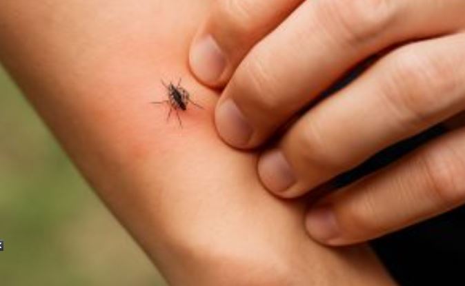 लामखुट्टेले हैरान गरयो, भगाउन अपनाउनुहोस् यी घरेलु उपाय