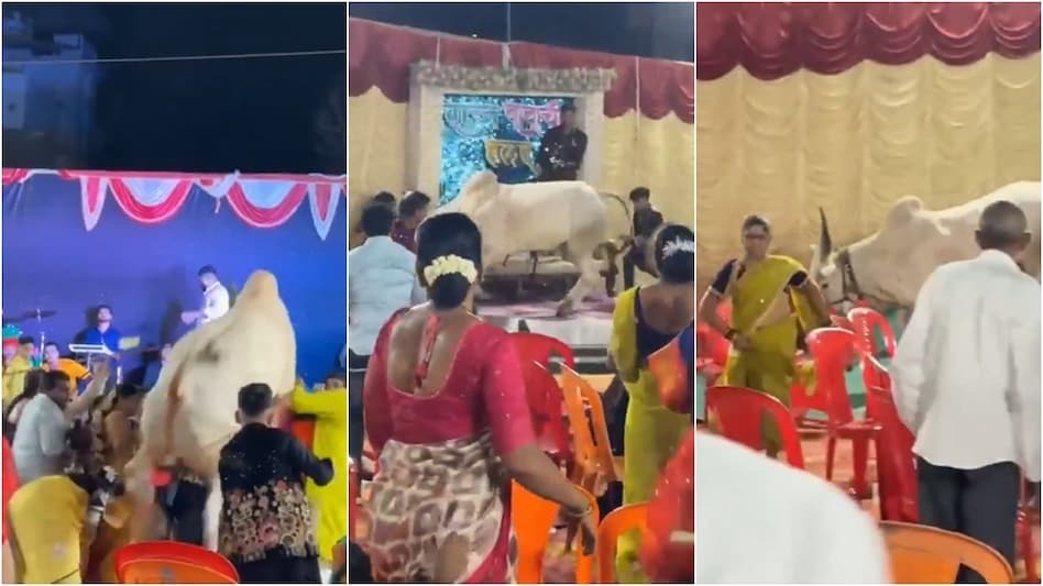 पार्टीमा नाचगान भइरहेका बेला साँढे स्टेजमा चढेपछि…