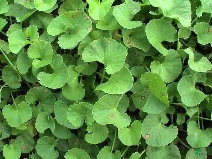 औषधिय गुण भएको जडिबुटी घोडताप्रे बारे जानौ