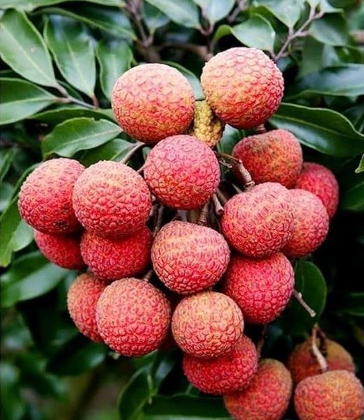 लिची धेरै नखानुहोस, नत्र निम्तिन सक्छ स्वास्थ्य समस्या