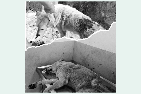 चोरी रोक्न ज्यानको बाजी लगाउने कुकुर