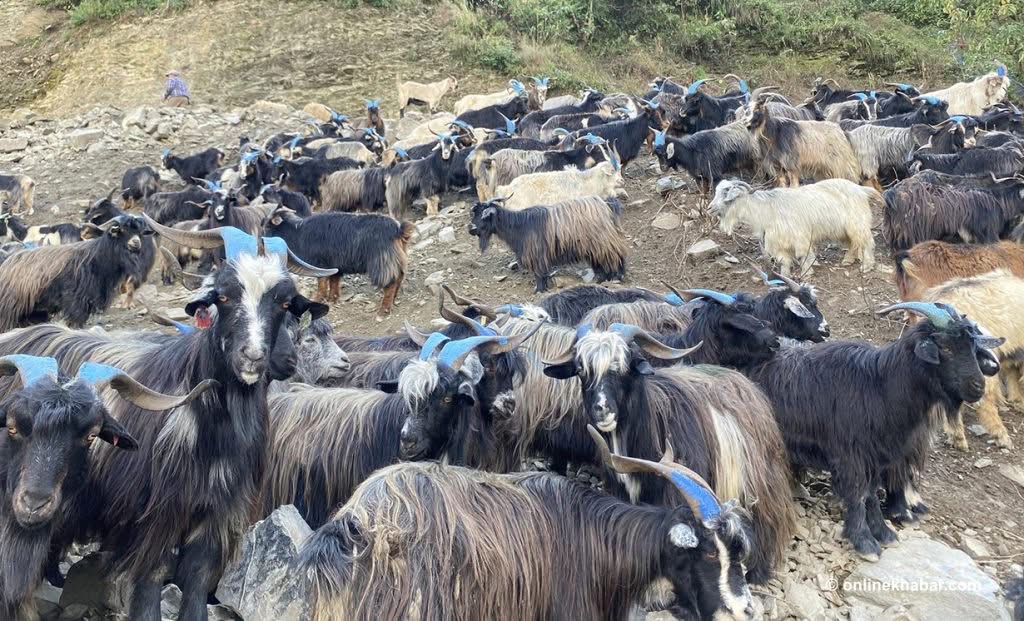 दशैंमा मुस्ताङबाट १५ हजार भेडाच्याङ्ग्रा निकासी हुने