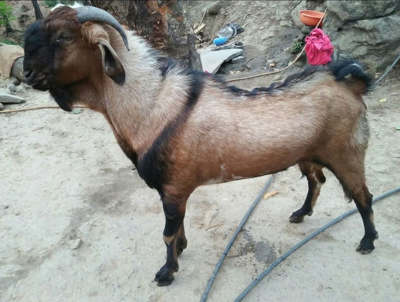 सालोले बैना गरेको खसी भेनाले सुटुक्क किनिदिएपछिको झडपमा एक जनाको मृत्यु