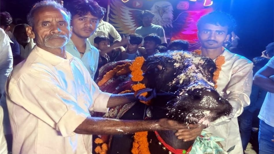 भैंसीको जन्मदिनमा लाखौं रूपैयाँ खर्च गरेर भव्य पार्टी