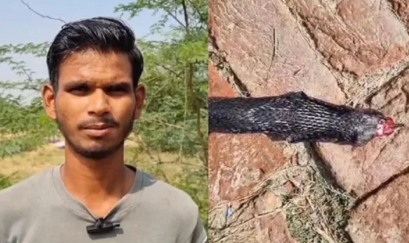 धान काटिरहेका बेला डसेपछि रिसले चुर युवकले सर्पलाई नै टोकेर मारिदिए