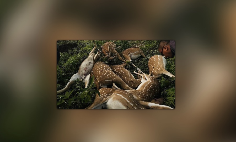तोरीमा छरेको विषादीले नौ वटा मृग मरेको अनुमान