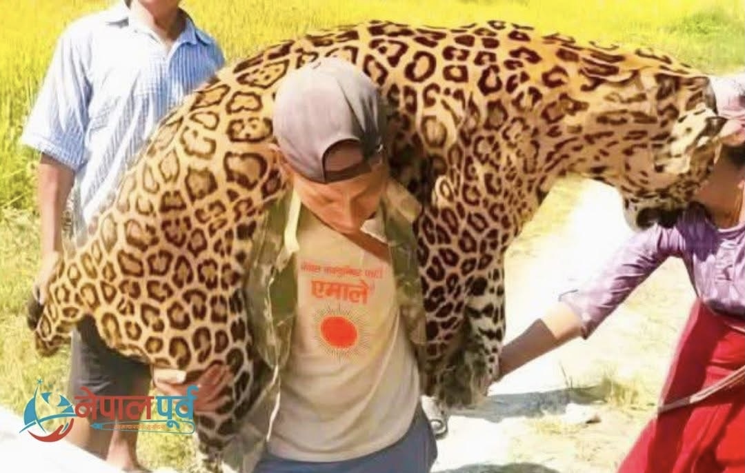 बहादुर यी एमालेका युवा नेता,जसले बाघलाई घरमै बोकेर ल्याए