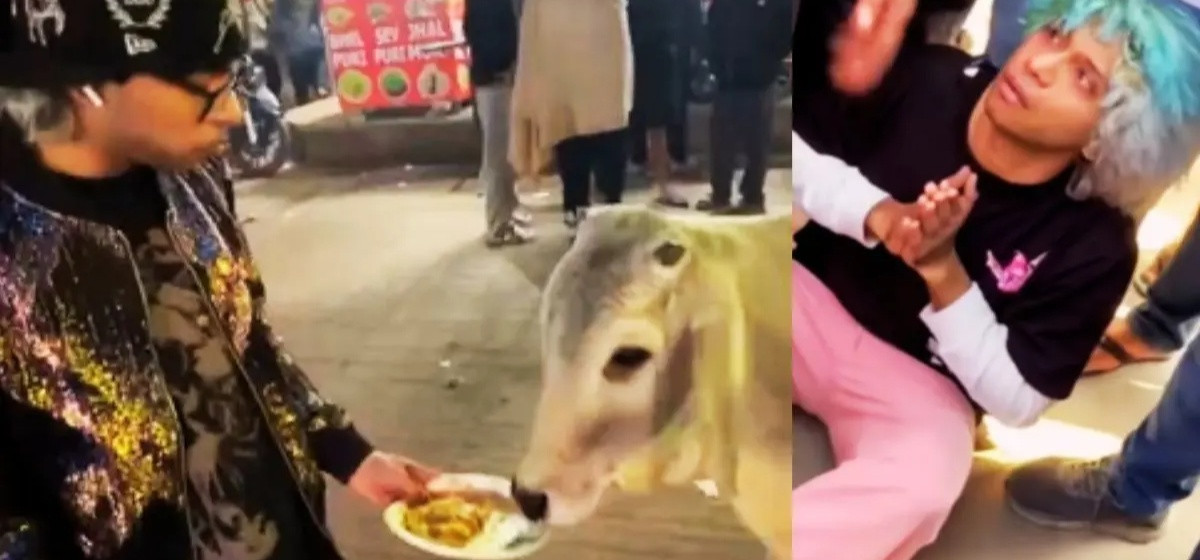 गाईलाई ‘चिकेन म:म’ खुवाउने युवक कुटिए, भिडियो भाइरल