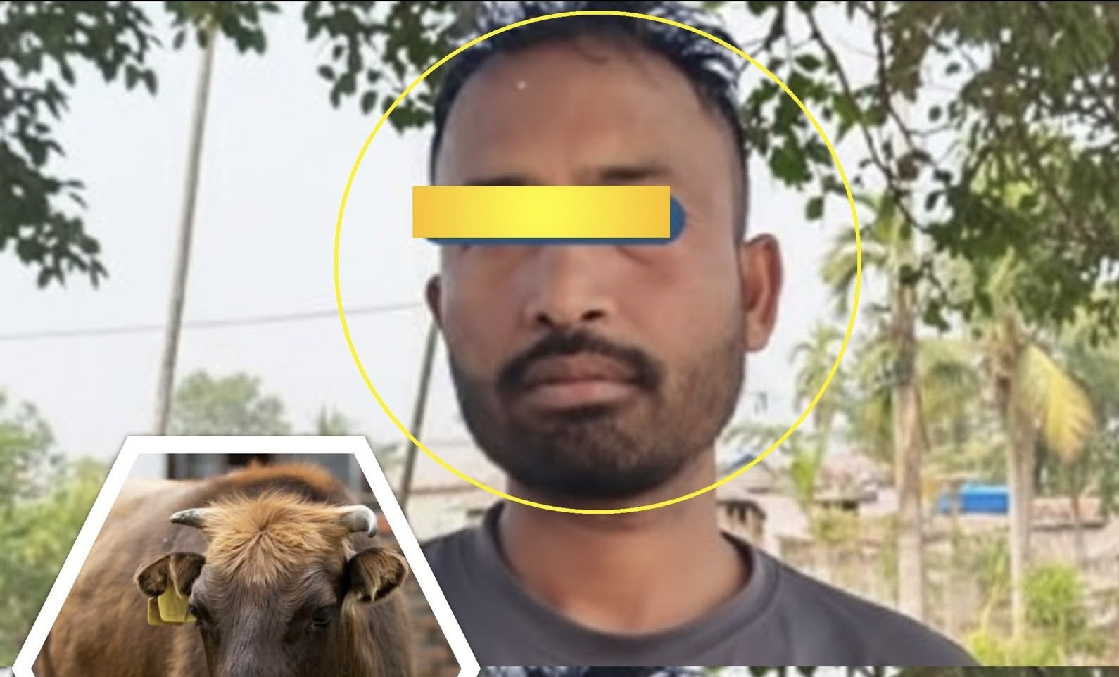 मानवको भेषमा दानव: गाईलाई ब#लात्कार गर्दा गर्दै झापामा समातिए भारतका विपुल