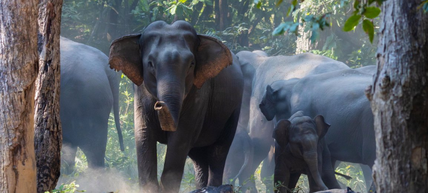 जङ्गली हात्तीको आक्रमणबाट ६ वर्षीय बालिकाको मृत्यु, हजुरआमा गम्भीर घाइते