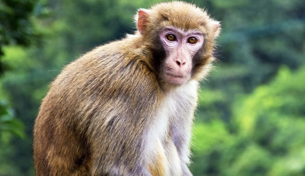 बाँदरको आक्रमणबाट महिला गम्भीर घाइते